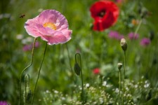 Wildflowers in Tanglewood