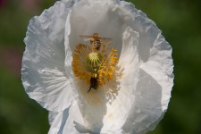 Wildflowers in Tanglewood