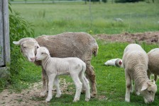 Shaker Village - sweet moment