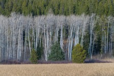 Colors and Trees