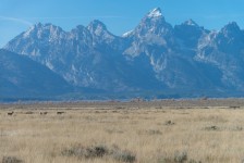 Pronghorns in front of the Tetons