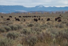 Wild Buffalos at Grand Teton