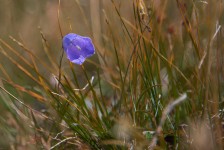 It's a wonder that those beautiful flowers survive wind, rain and snow