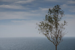 Happiest tree with the best view.