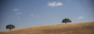 Trees on the horizon.