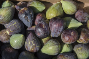 Those figs are ready to be eaten. What a treat!