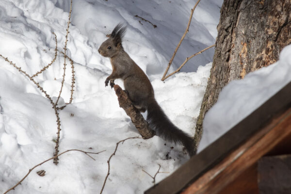 Swiss squirrels are so different.