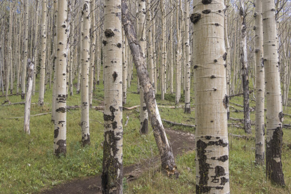 Aspen Forest above Santa Fe.