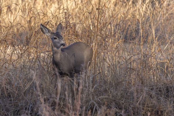 Young deer.