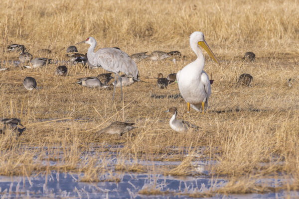 White pelican.