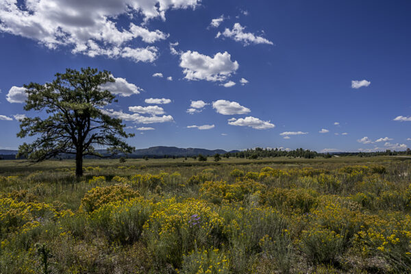 Clouds, blue sky, tree, wildflowers and no sound