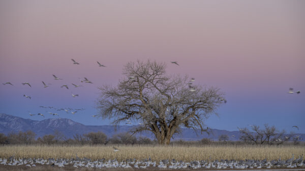 Bosque del Apache